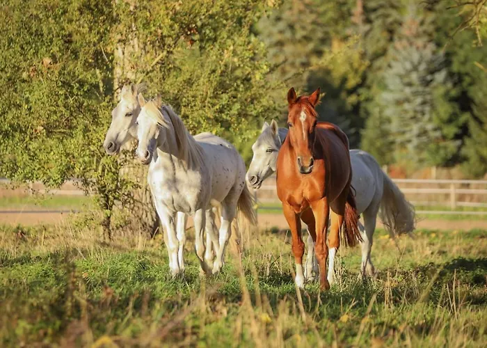 Schoene Kleiner Onkel Auf Idyllischem Reiterhof Nahe Burg Eltz *